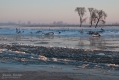074_Biebrza - marzec 2013